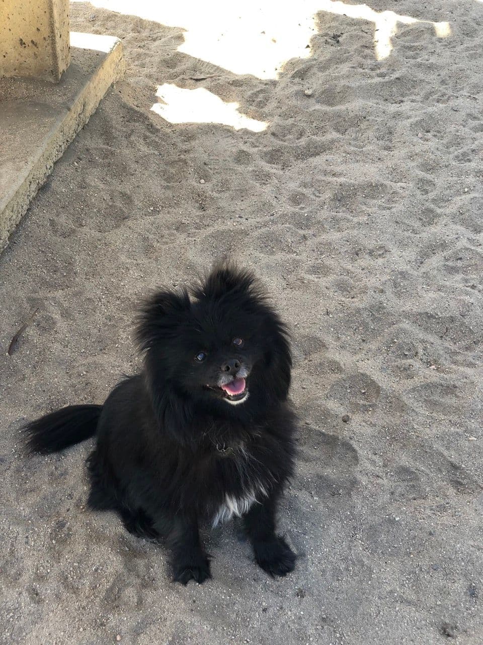 Taz training in the yard