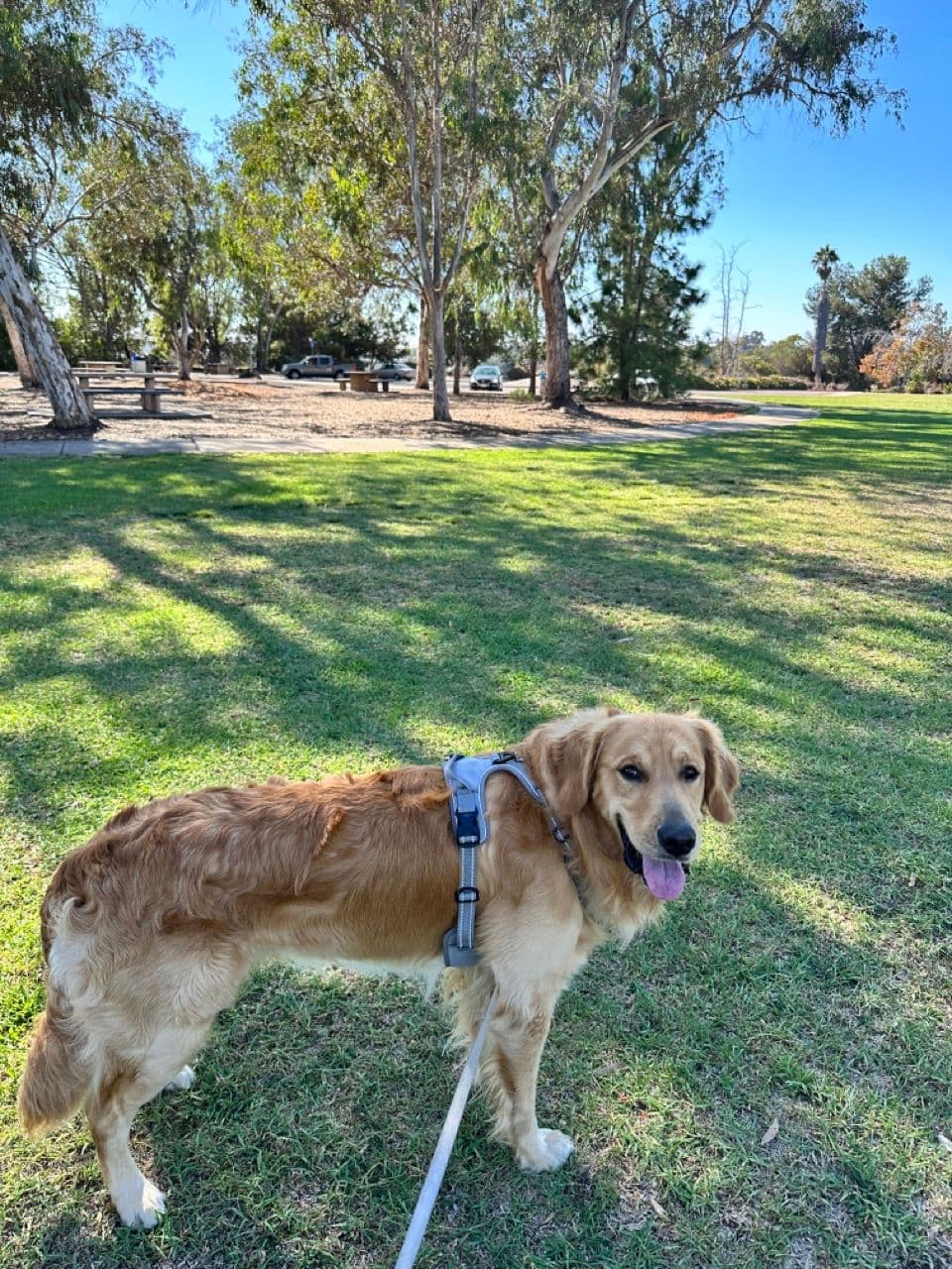 A golden retriever standing calm on a loose leash at the park, wearing a harness and no e-collar