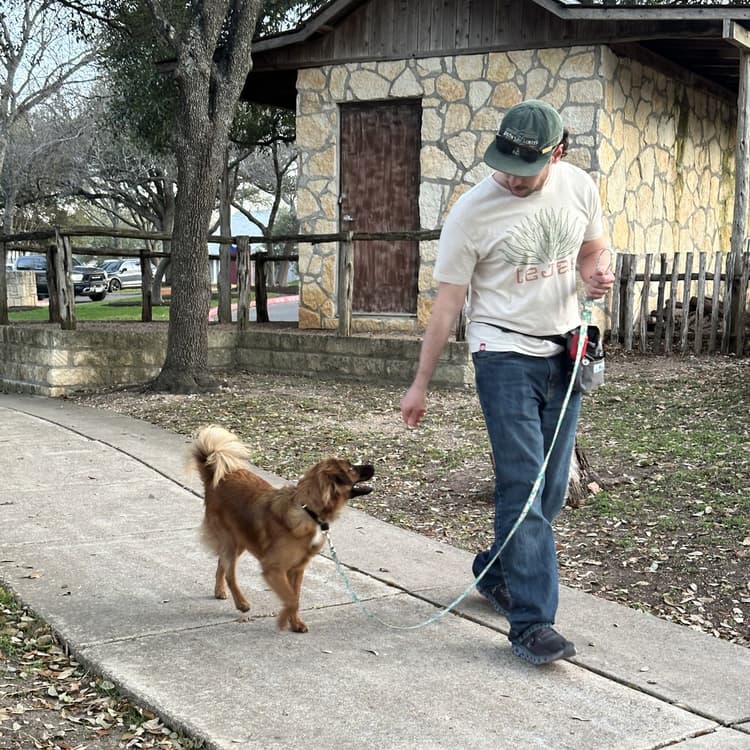 A dog on a slack leash turning to look up at its owner while they walk past a busy park lot