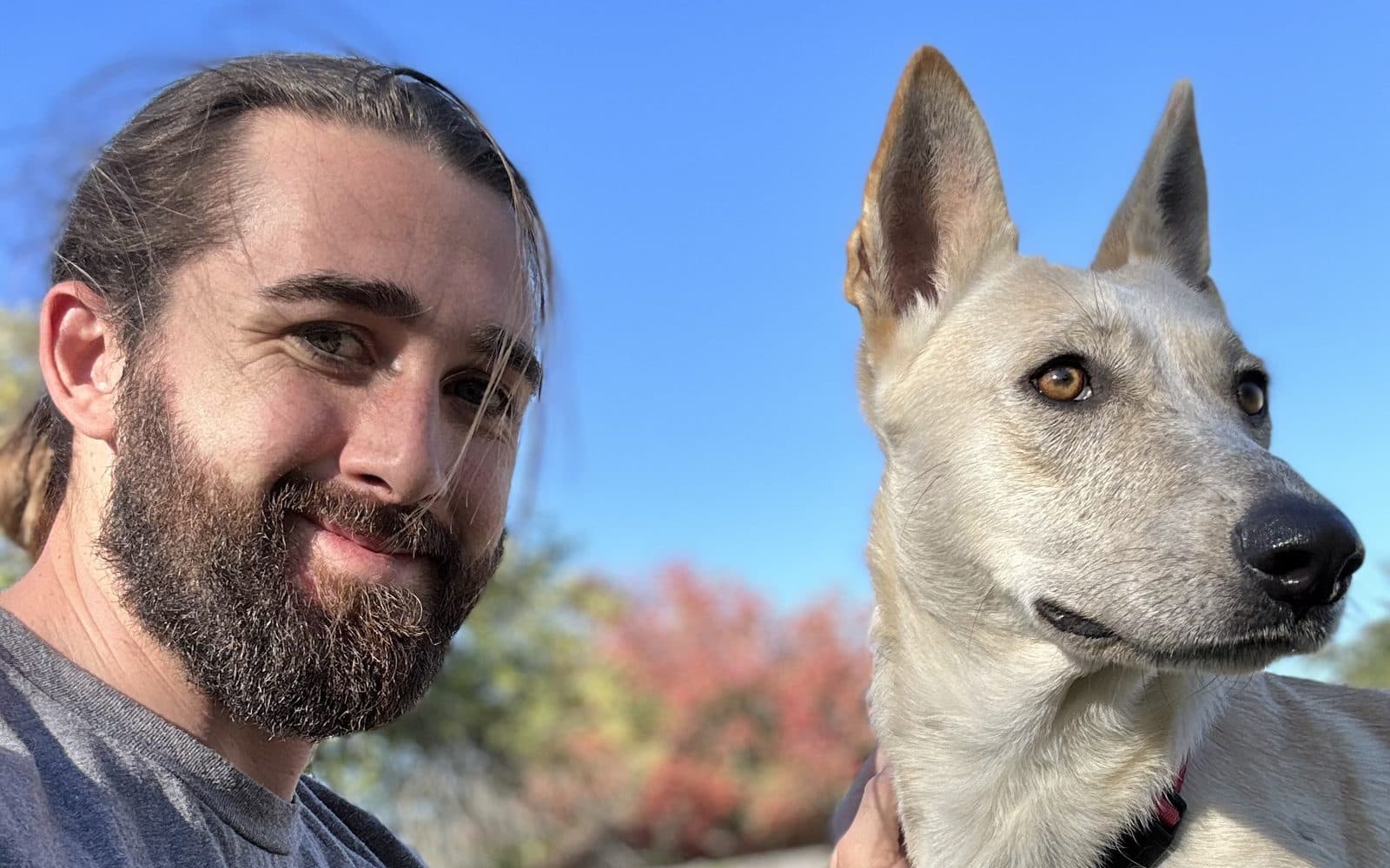 Dog Training Mastery