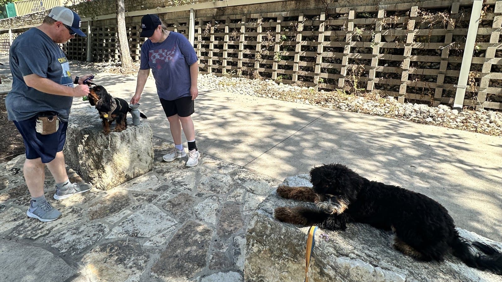 Owners practicing calm skills with their dogs on a sunny Austin trail