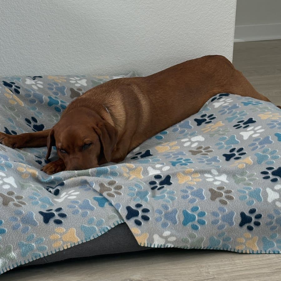 Reba, a red hound, sound asleep on a paw print blanket after a long day out