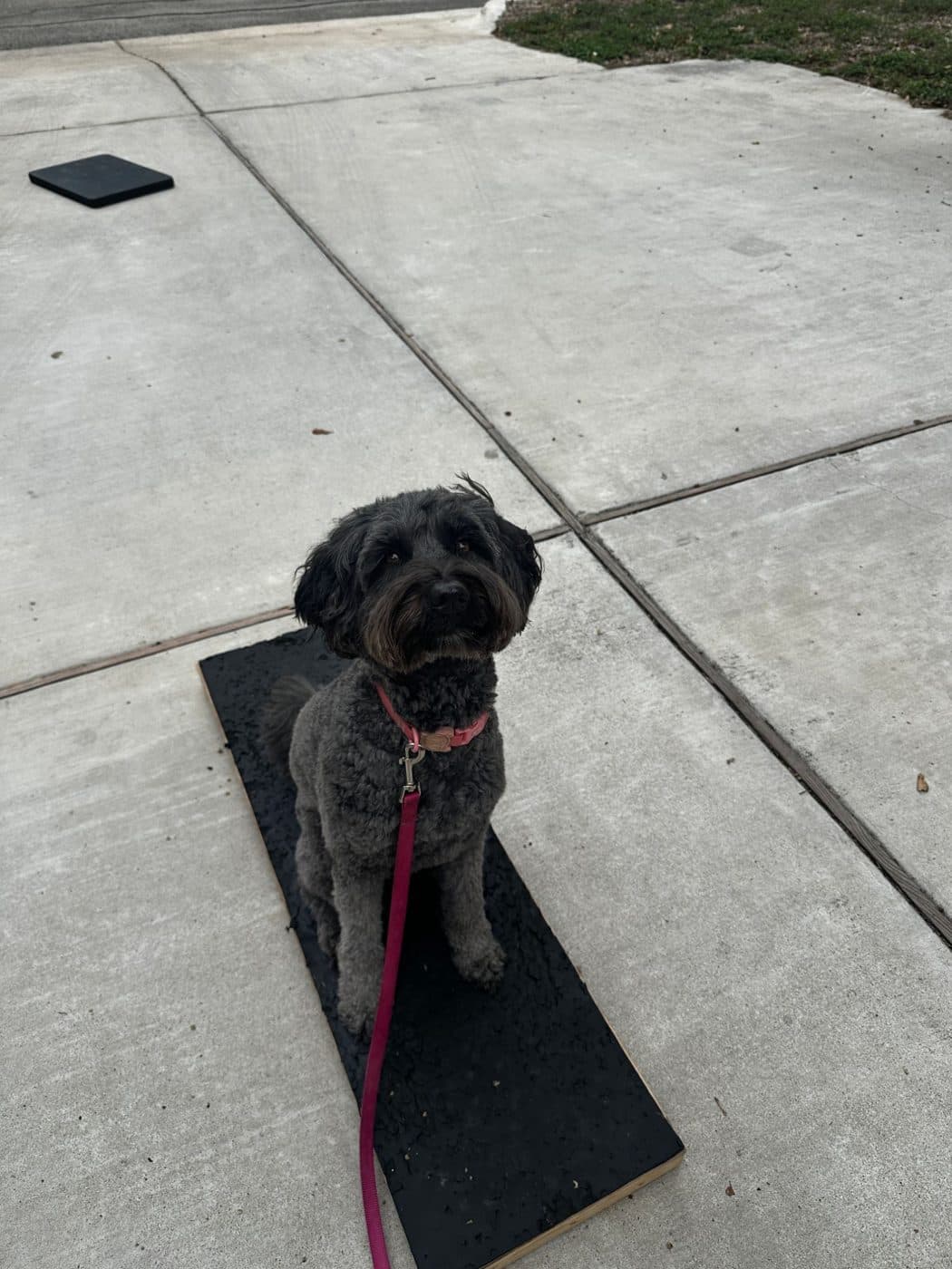 Nora, a black doodle in a pink collar, sitting on her training plank and looking up on a loose leash