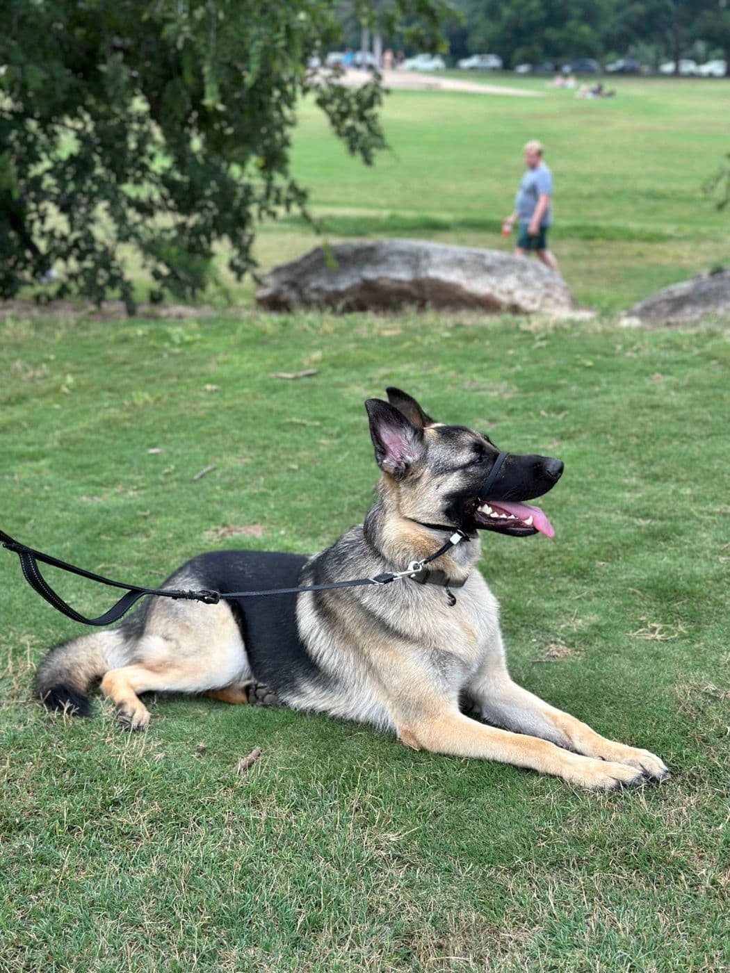 A German shepherd lying down calmly on leash in a park while people walk past