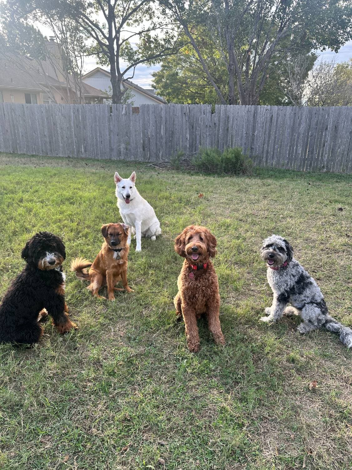 Five dogs sitting calmly together in a fenced backyard