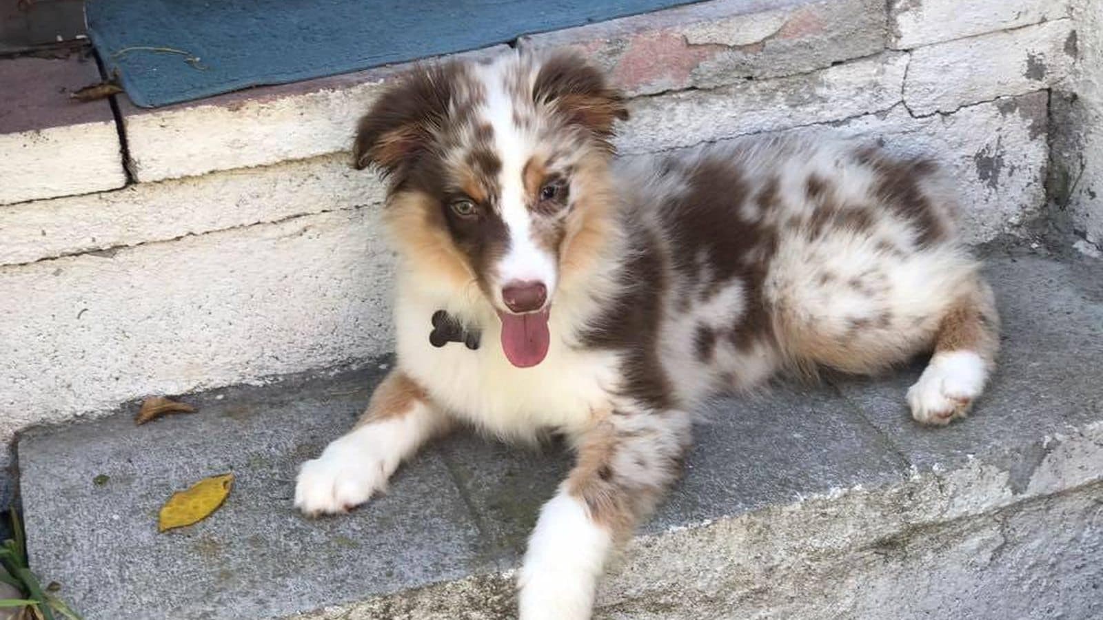 A young Australian shepherd puppy resting on the steps