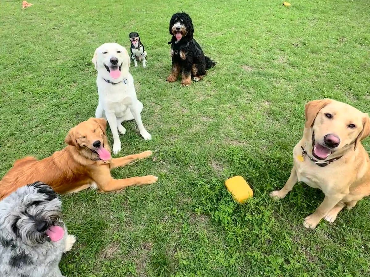 Six happy dogs from the community relaxing together on the grass