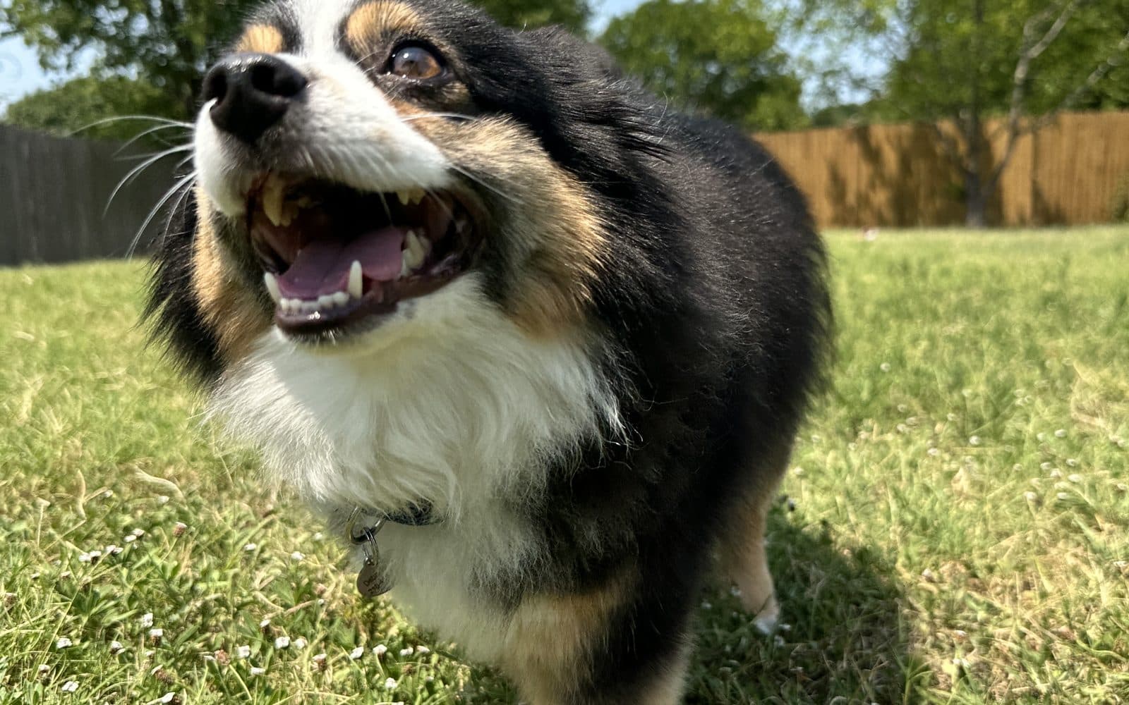 6-Week Dream Dog Bootcamp