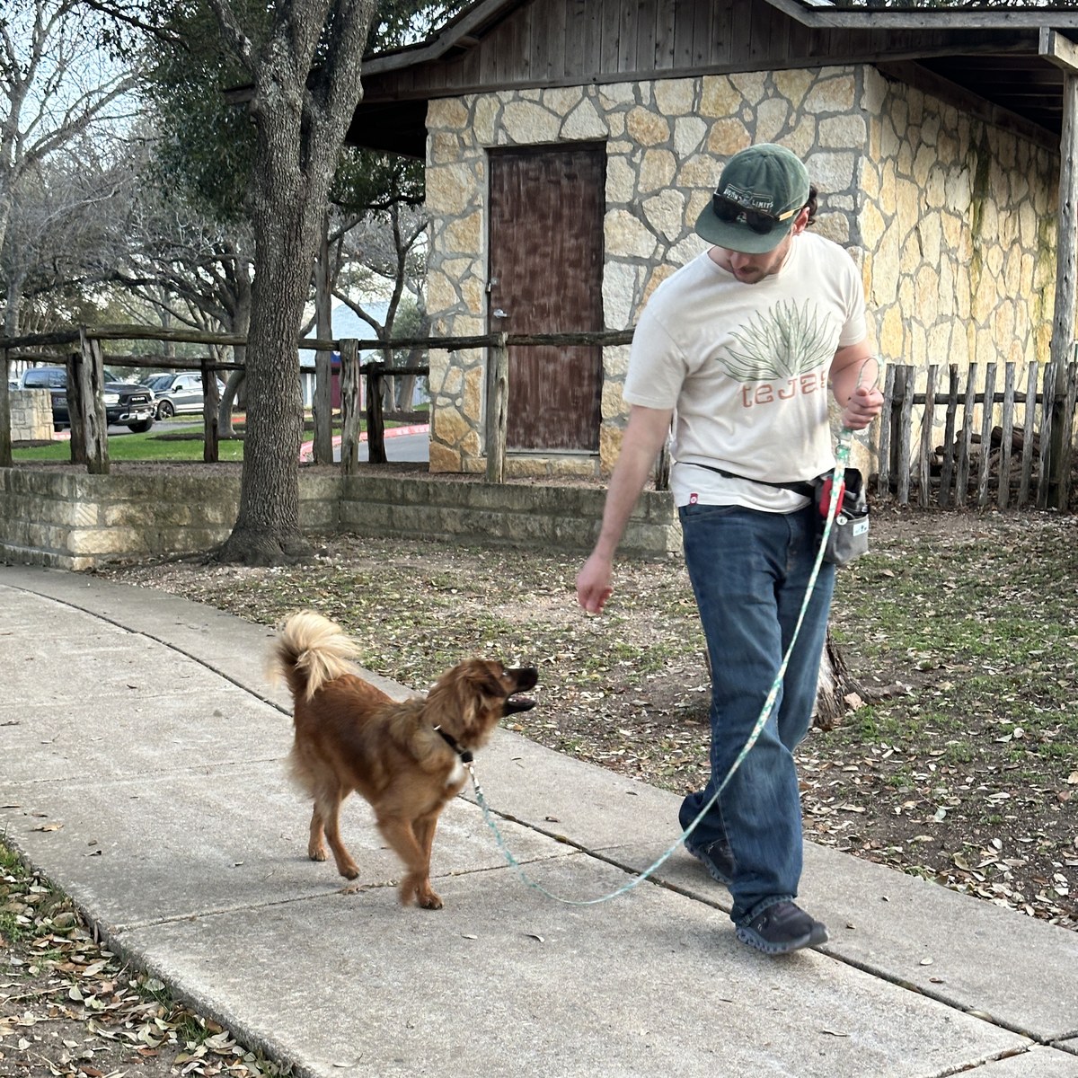 A dog on a slack leash turning to look up at its owner while they walk past a busy park lot