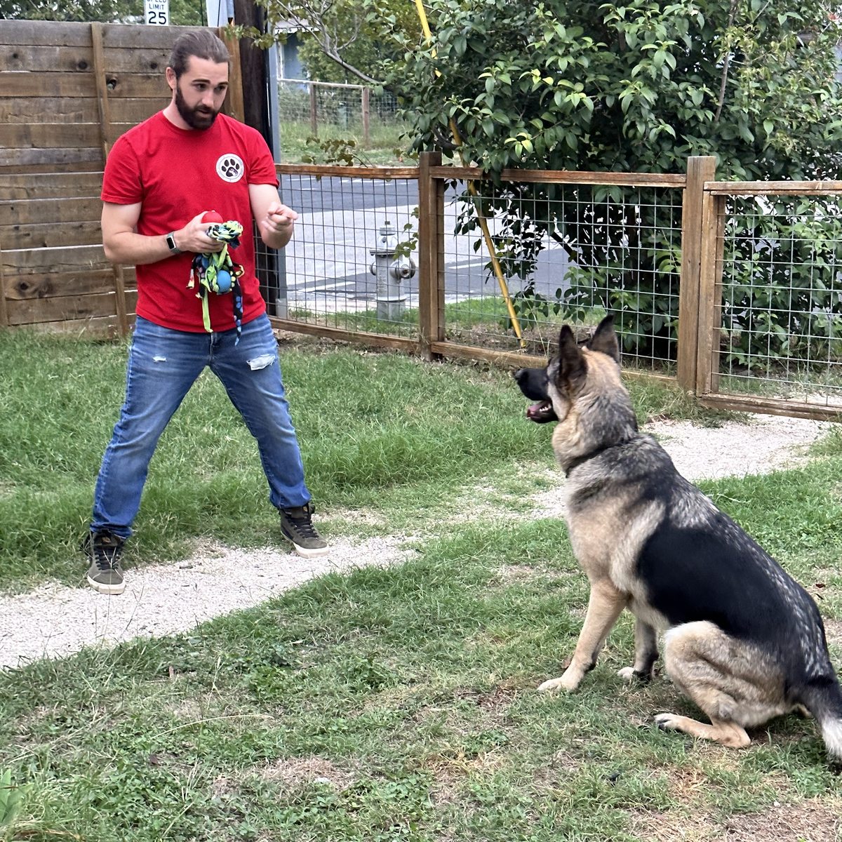 An off-leash german shepherd sitting and watching its owner in the yard